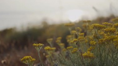 Sabah erken saatlerde Helichrysum Çiçekleri Sahil Gündoğumu 'na 60 fps Pro Reso. Çiçek açan helezonlu çiçeklerin yakın çekimleri, güzel bokeh arkaplanlı, yavaşça yukarı doğru eğilerek denizin üzerinde sinemanın doğuşunu gösteriyor.
