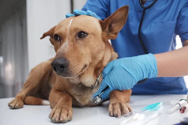 Veteriner doktor tedavi ediyor, veteriner kliniğinde köpeğe bakıyor..