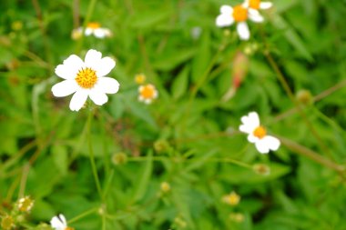 Doğada beyaz papatya çiçeği.