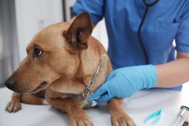 Veteriner doktor tedavi ediyor, veteriner kliniğinde köpeğe bakıyor..