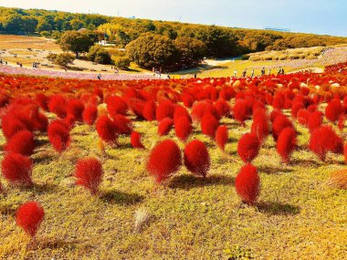 Sonbaharda Kochia Tarlası (Yaz servisi) çiçekleri