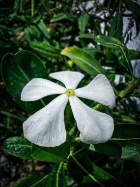 Bitkinin dalında yeşil yapraklarla çevrili beyaz çiçek.