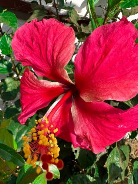 Açık havada duran kırmızı bir Çin Hibiscus çiçeğinin yakın plan fotoğrafı..