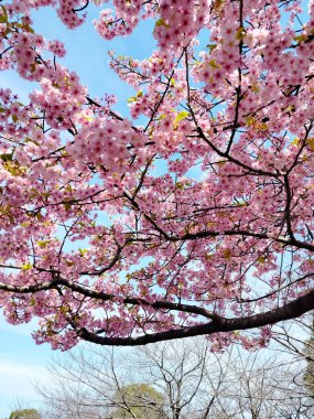 Tokyo 'nun Çiçekli Sakura Ağaçlarının Altında Huzurlu Bir Yürüyüş