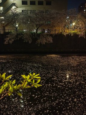 Düşen Kiraz Çiçekleri Meguro Nehri 'ne Pembe Halı Boyarlar