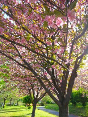 Pembeli Bahar Senfonisi: Tokyo 'daki Sakura Ağaçları Çiçek Açtı