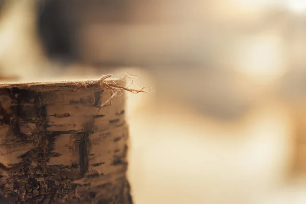 Small Sawn Birch Log Foreground Highlighting Burr Splinters Escaped Workmanship — Stock Photo, Image