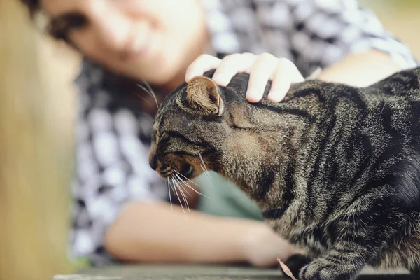 Human Meets Representative Species Dominates All Cities Cat Grants Her — Stock Photo, Image