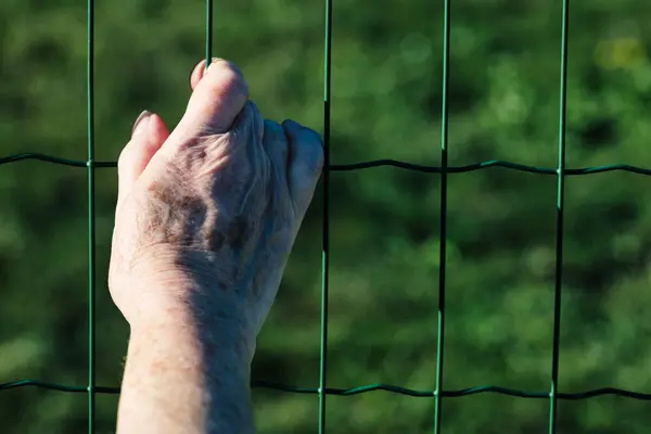 Elder Hand Marred Arthritic Tightly Grips Fence Intense Green Leaves — Stock Photo, Image