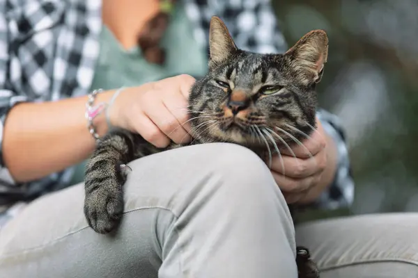 stock image tabby cat, characterized by its green eyes and detailed fur patterns, is being petted. The cat's calm expression contrasts with the softly blurred background, emphasizing its serene demeanor