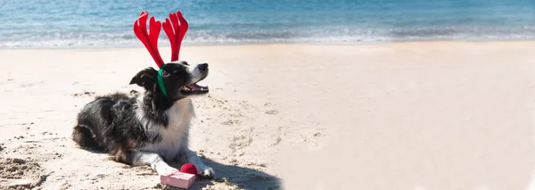 Cão Com Chifres Rena Chapéu Natal Praia — Fotografia de Stock