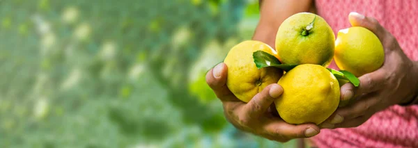 Mengambil Lemon Alami Dari Pohon Dengan Latar Belakang Hijau Dan — Stok Foto