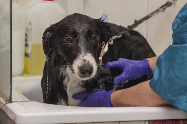 köpek küvette banyo