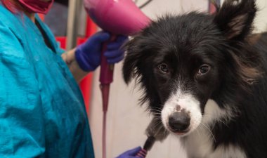 Köpeği kuaförde tımar etmek.