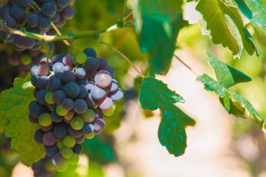 Sarmaşıktaki sülfat üzümlerinin yakın plan çekimi.