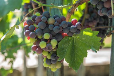 Sarmaşıktaki sülfat üzümlerinin yakın plan çekimi.