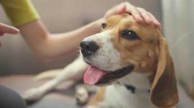 Evinde köpeği olan sevimli Asyalı kadın.