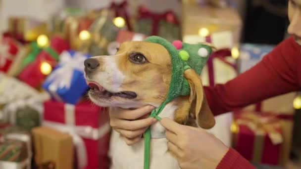 Мила Азіатська Жінка Собакою Квартирі Різдвяна Концепція — стокове відео