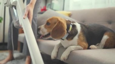 Evinde köpeği olan sevimli Asyalı kadın.