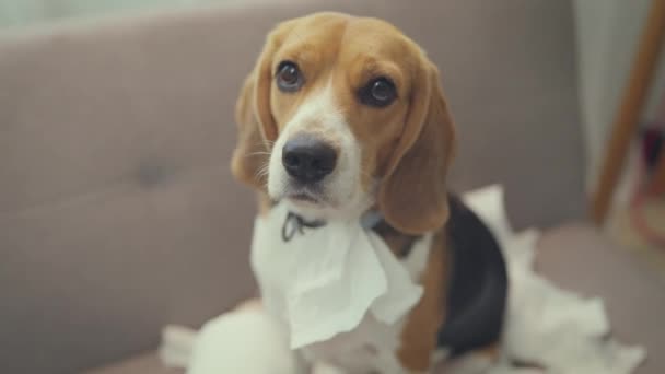 Evdeki Sevimli Köpeğin Yakın Çekim Görüntüleri — Stok video