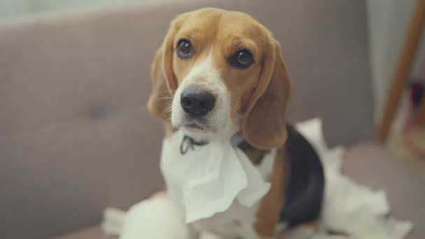 Close Imagens Cão Bonito Casa — Vídeo de Stock