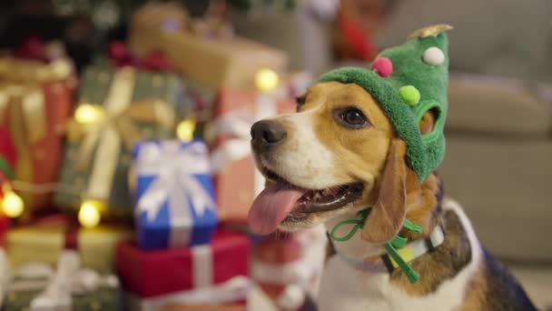 Кадры Милой Собаки Рождественских Украшениях — стоковое видео