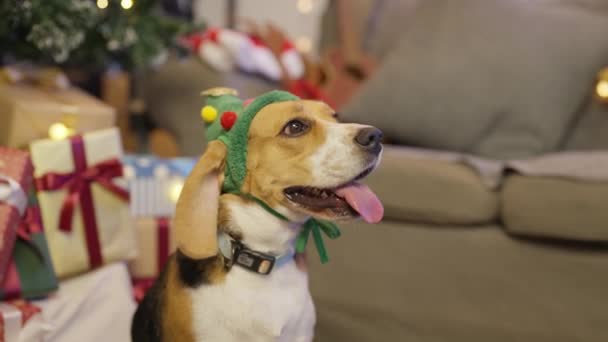 Záběry Roztomilého Psa Vánoční Výzdobě — Stock video