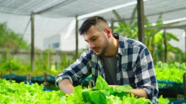 Serada çalışan genç bahçıvan.  