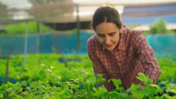Κηπουρός Νεαρής Γυναίκας Που Εργάζεται Στο Θερμοκήπιο — Αρχείο Βίντεο
