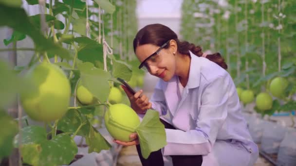 Mladá Žena Zahradník Pracuje Skleníku Tabletou — Stock video