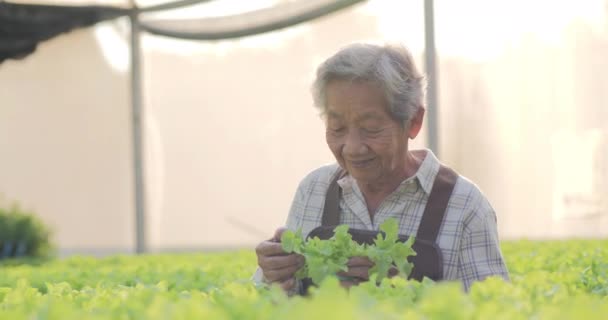 在温室里种植绿色蔬菜的成熟妇女 — 图库视频影像
