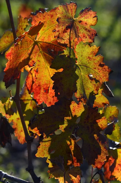 Farbenfrohe Weinblätter Herbst — Stockfoto