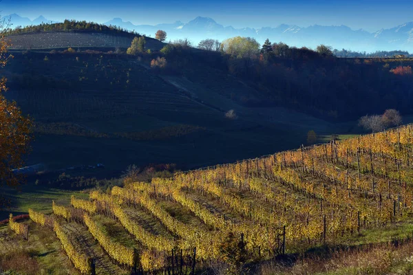 Vue Sur Les Vignobles Colorés Langhe Roero Monferrato Patrimoine Mondial — Photo