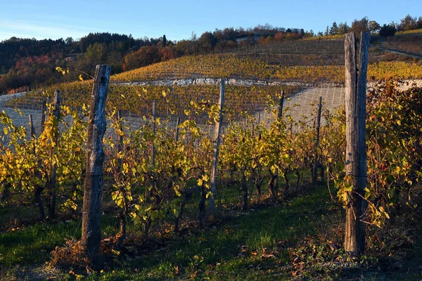 Widok Kolorowe Winnice Langhe Roero Monferrato Unesco Światowego Dziedzictwa Unesco — Zdjęcie stockowe