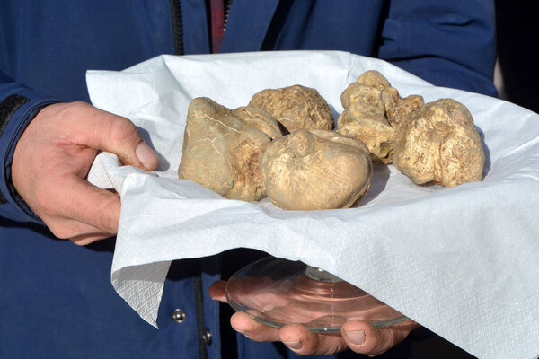 Group of white truffles in Italian market.