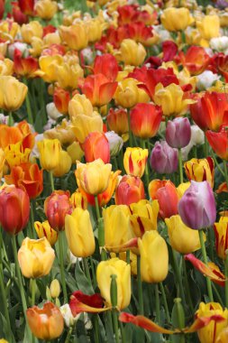 Renkli lalelerin çiçek açan arkaplanı