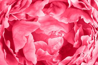 Yılın Rengi dalında şakayık Bud - Viva Magenta.