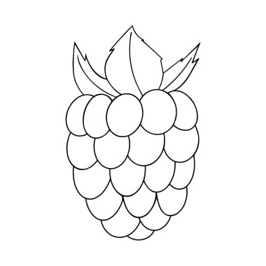 Vektör el çekilmiş ahududu anahat doodle simgesi. Baskı, web, mobil ve beyaz arka plan üzerinde izole infographics için ahududu kroki çizim