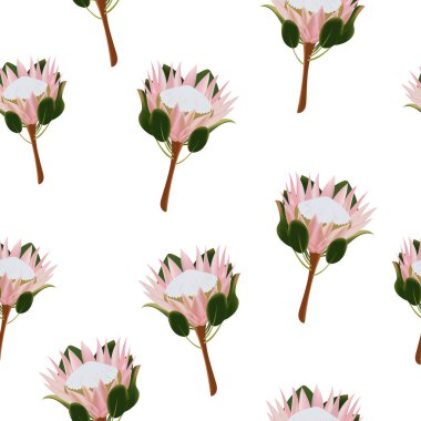 Seamless pattern of delicate pink protea flowers. Vector illustration.