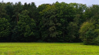 Lush green forest edge with dense trees and grass field.