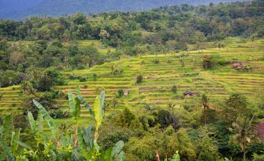 Green rice terraces in Bali, Indonasia. Beautiful nature landscape
