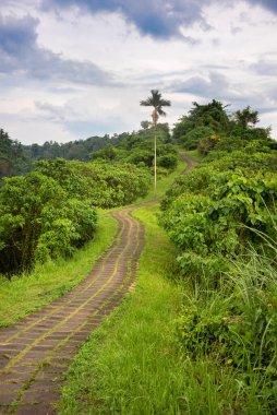 Campuhan ridge walk in Bali, Indonatia. A famous pathway among tropical forest