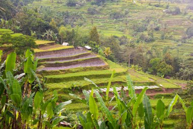 Green rice terraces in Bali, Indonasia. Beautiful nature landscape