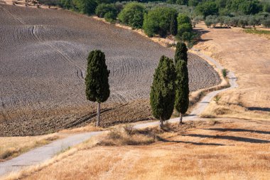 Tuscany, Italy,  typical tuscanian landscape