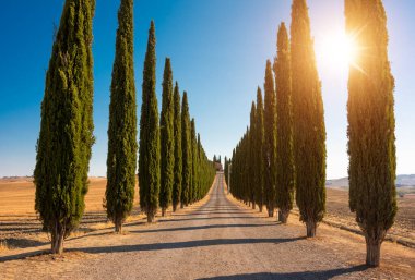 Road with cypresses in Tuscany, Italy on sunset, typical tuscanian landscape