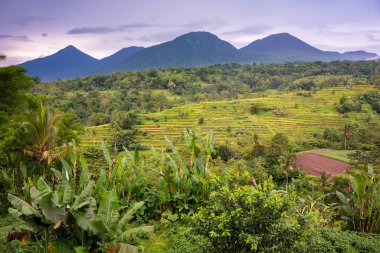 Green rice terraces in Bali, Indonasia. Beautiful nature landscape