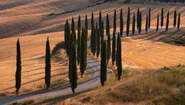 Tuscany, Italy,  typical tuscanian landscape