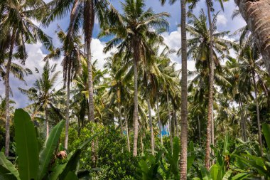Green tropical forest or jungle 