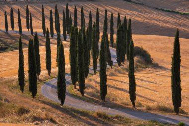 Tuscany, Italy,  typical tuscanian landscape