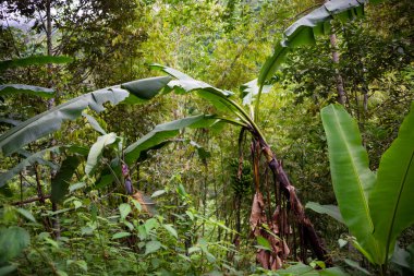 Green tropical forest with banana plants in Bali, Indonesia